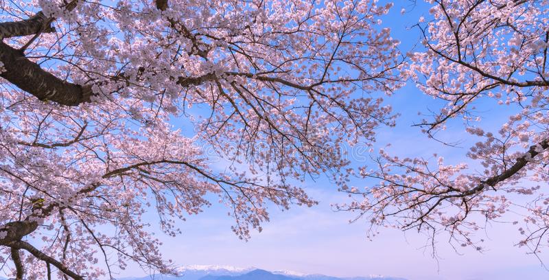 les-belles-fleurs-de-cerisier-sakura-en-pleine-floraison-au-dessus-fond-ciel-bleu-chronomètrent-printemps-136854875