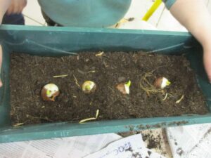 Plantation d&rsquo;automne.